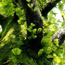 Moss, trunk, branch pics, Leaf, trees
