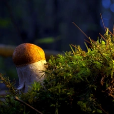 Mushrooms, Moss