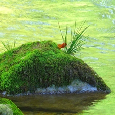 Moss, River, Stone