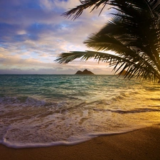 west, sea, Palm, sun