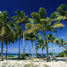 Beaches, Palms