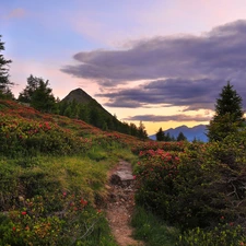 Path, Mountains, Flowers, Bush, viewes, clouds, Azaleas, trees, Rhododendron
