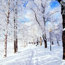 winter, birch, Path, snow