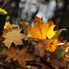 Autumn, wooden, peg, Leaf