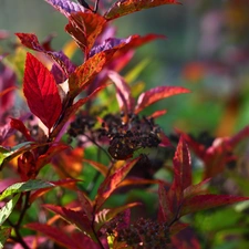 Japanese Spirea, Leaf, Red, Bush