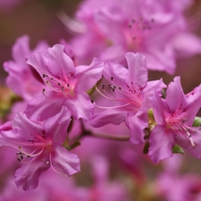 rhododendron, Pink, Azaleas