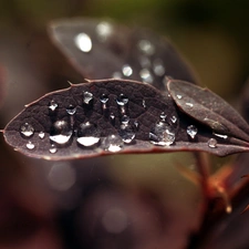 structure, drops, Rosy, leaf