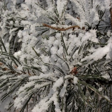 snow, conifer, needle