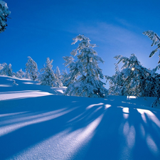 winter, Spruces, snow, forest