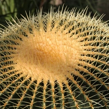 Cactus, Spikes