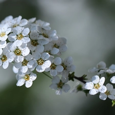 Spiraea, White, Flowers