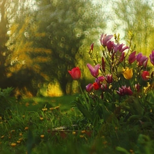 Tulips, Flowers, Spring, Magnolias