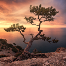 trees, sea, Great Sunsets, clouds, pine, rocks