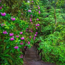 rhododendron, California, Bush, Redwood National Park, The United States, Flowers, bridges