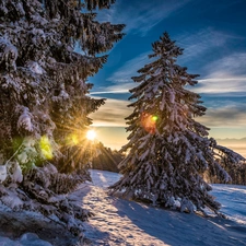 forest, trees, glamour, viewes, sun, snow, winter, rays