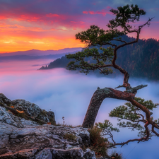 Pieniny Mountains, Poland, Sokolica Peak, Pieniny National Park, trees, pine, Fog, rocks, Great Sunsets