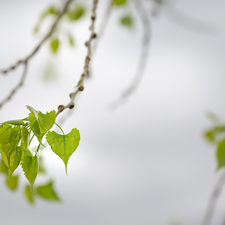 birch-tree, Leaf, Twigs