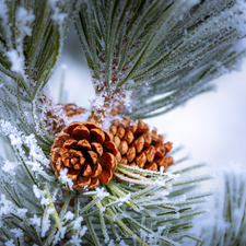 White frost, winter, Twigs, pine, cones