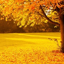 viewes, autumn, Leaf, trees, Park