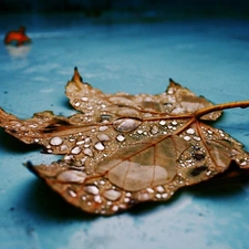 dry, drops, water, leaf