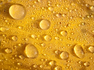 Yellow, drops, water, leaf