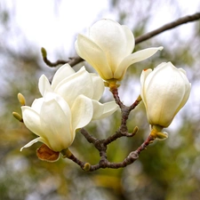 branch, Flowers, Magnolia, White