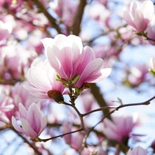 Pink-White, Magnolia, Twigs, Flowers