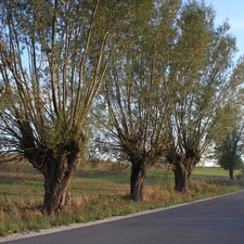 roadside, willow