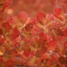 Red, Leaf, beech, young