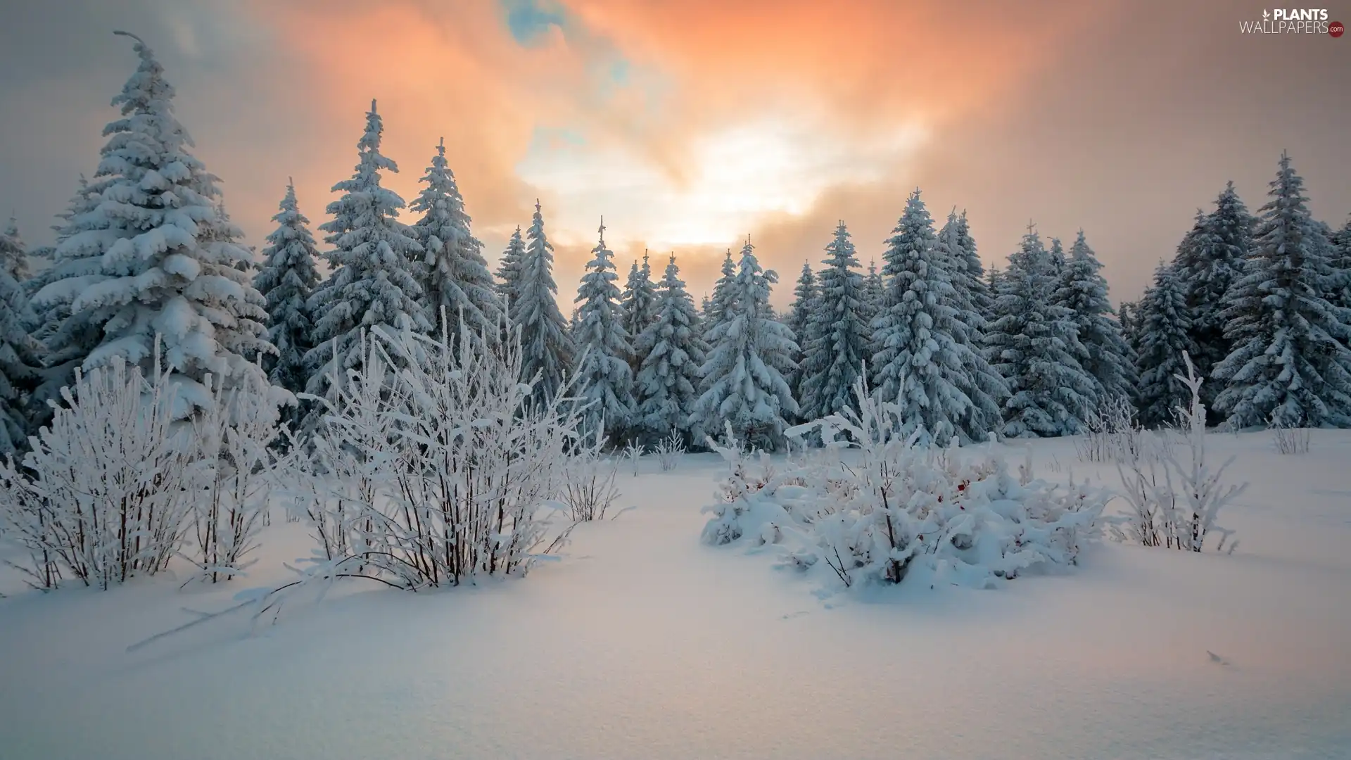 Spruces, winter, clouds, Great Sunsets, Bush, forest