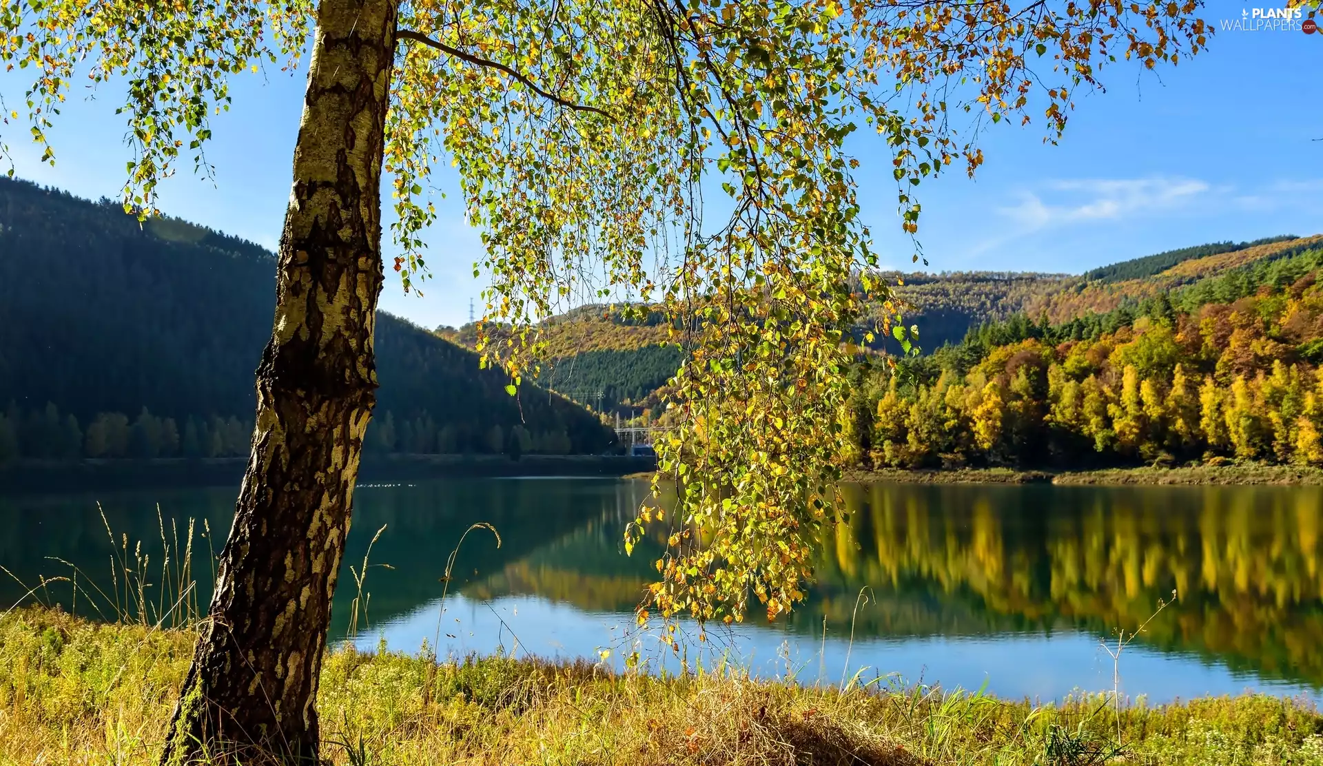Stavelot Municipality, Village Coo, trees, lake, woods, Liège Province, Belgium, The Hills