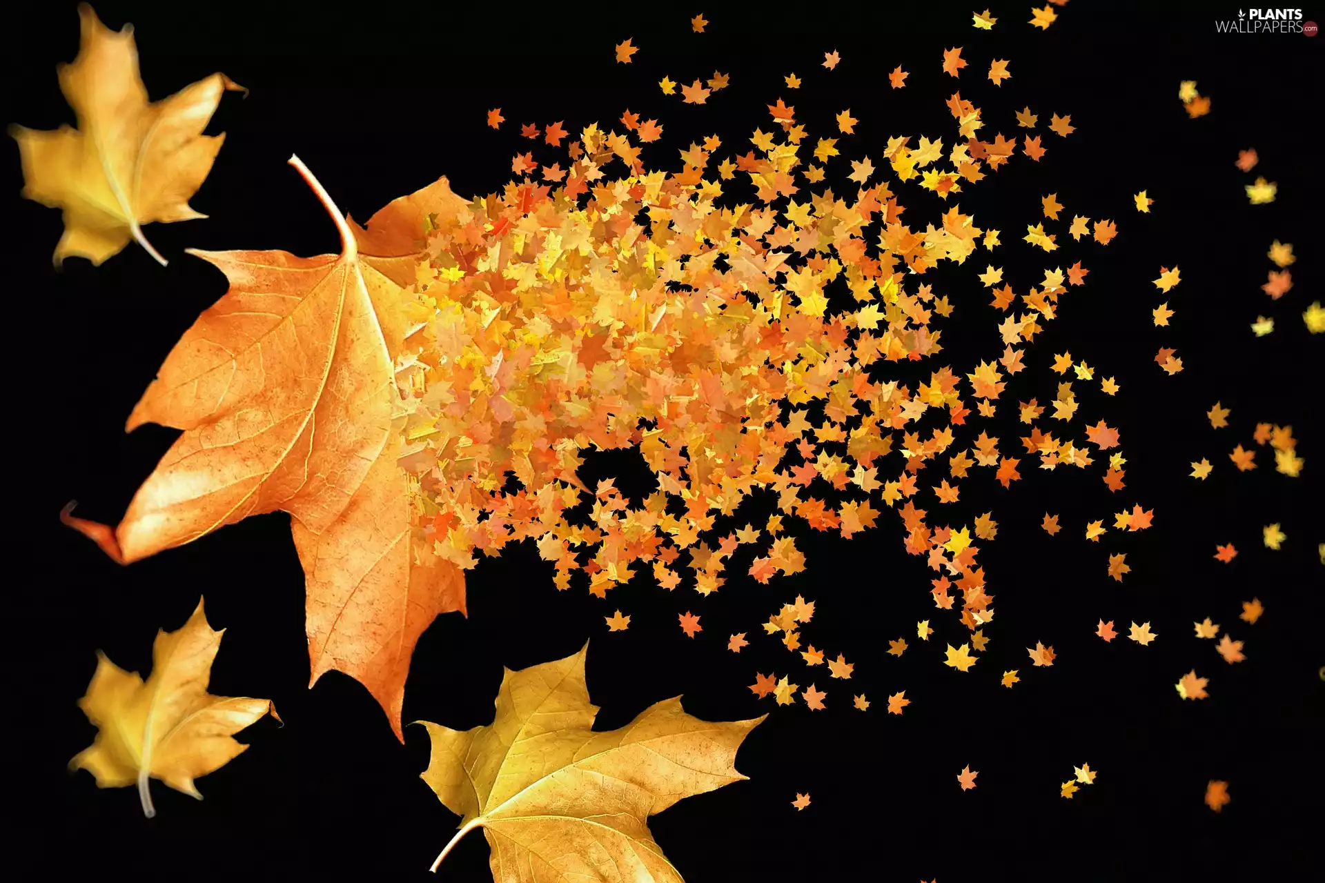 Leaf, 2D, Autumn, Yellow, maple