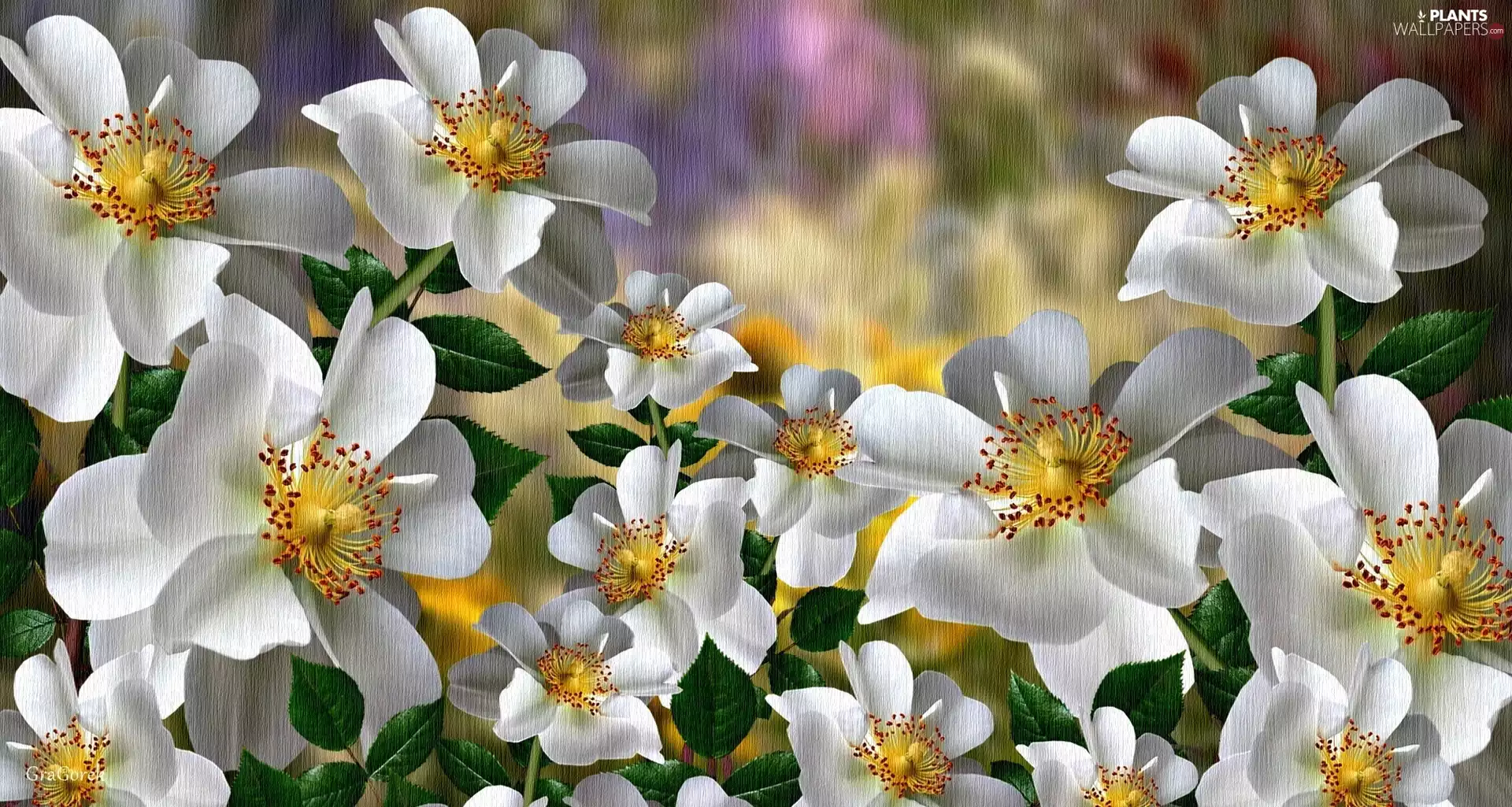 White, Wild Roses, 2D Graphics, Flowers