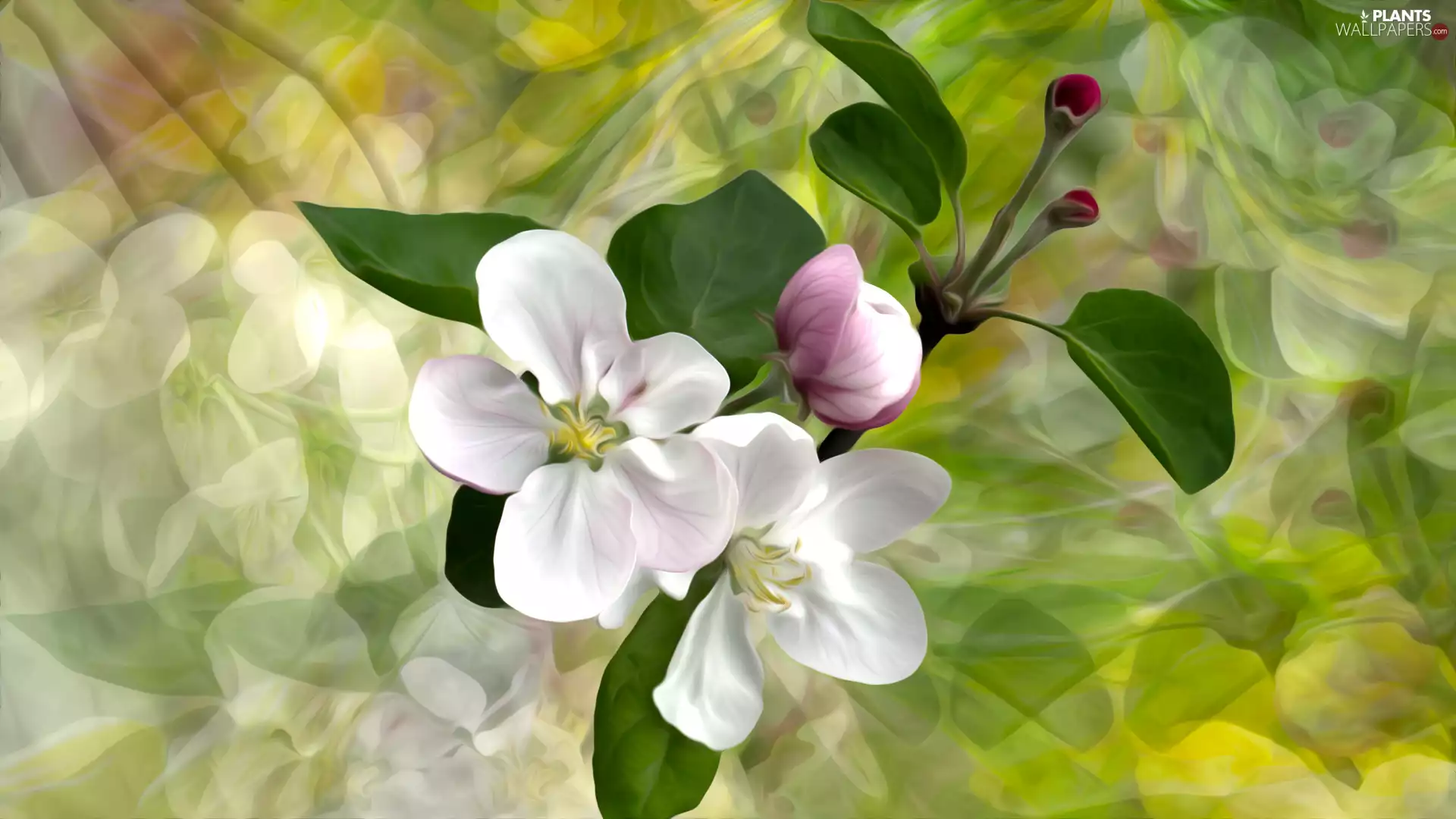 twig, Fruit Tree, 2D Graphics, Flowers