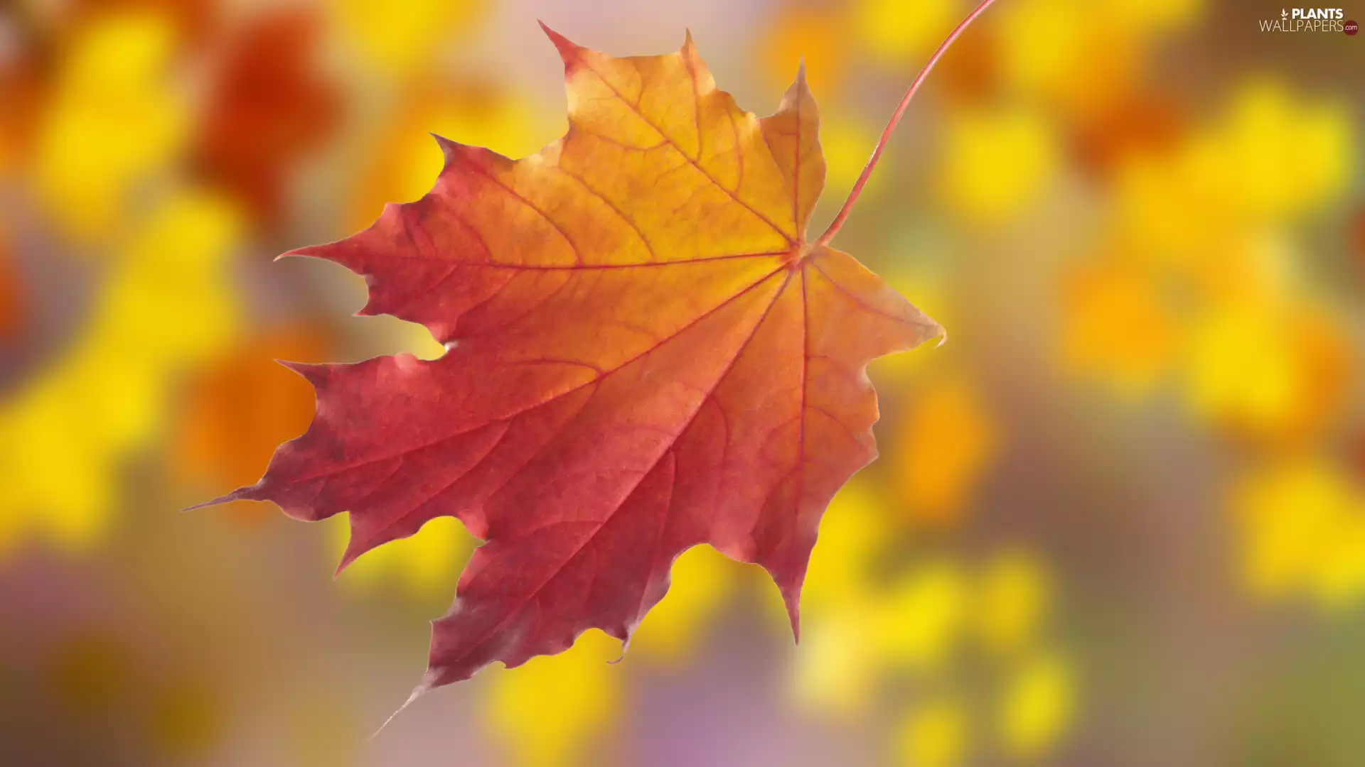 leaf, blurry background, 2D Graphics, maple