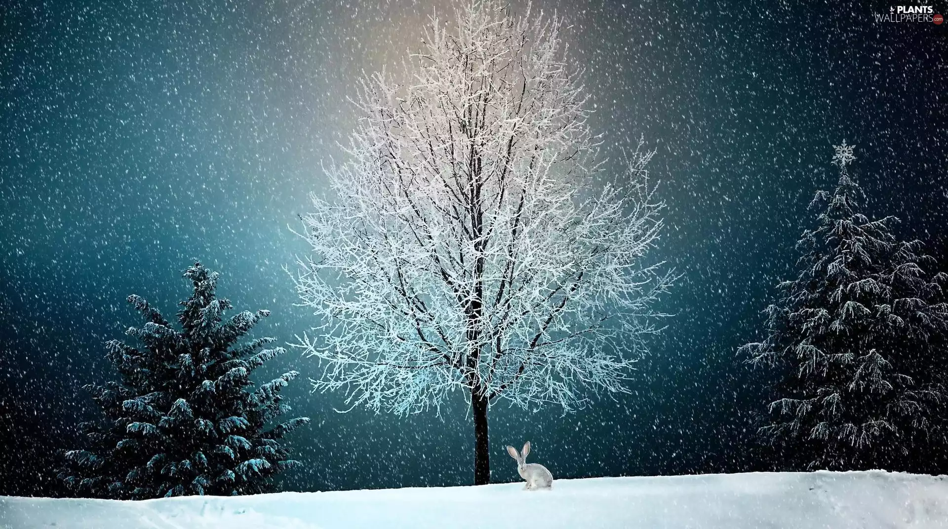 viewes, Snowy, Rabbit, 2D, winter, trees