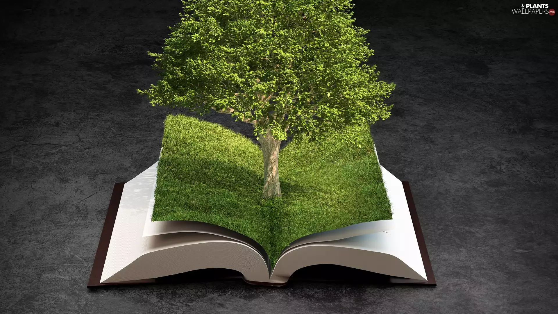 trees, 4d, Book, grass, open
