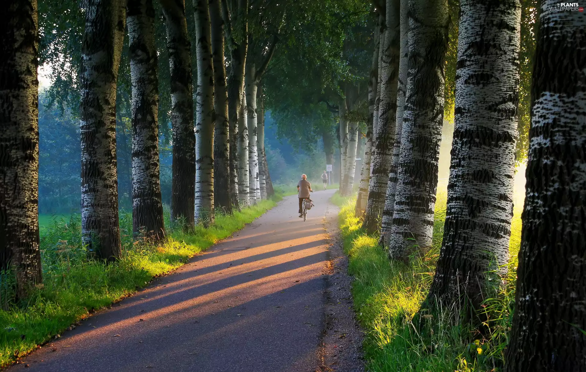 sun, road, Bike, luminosity, Przebijające, forest, a man, Fog, flash, ligh