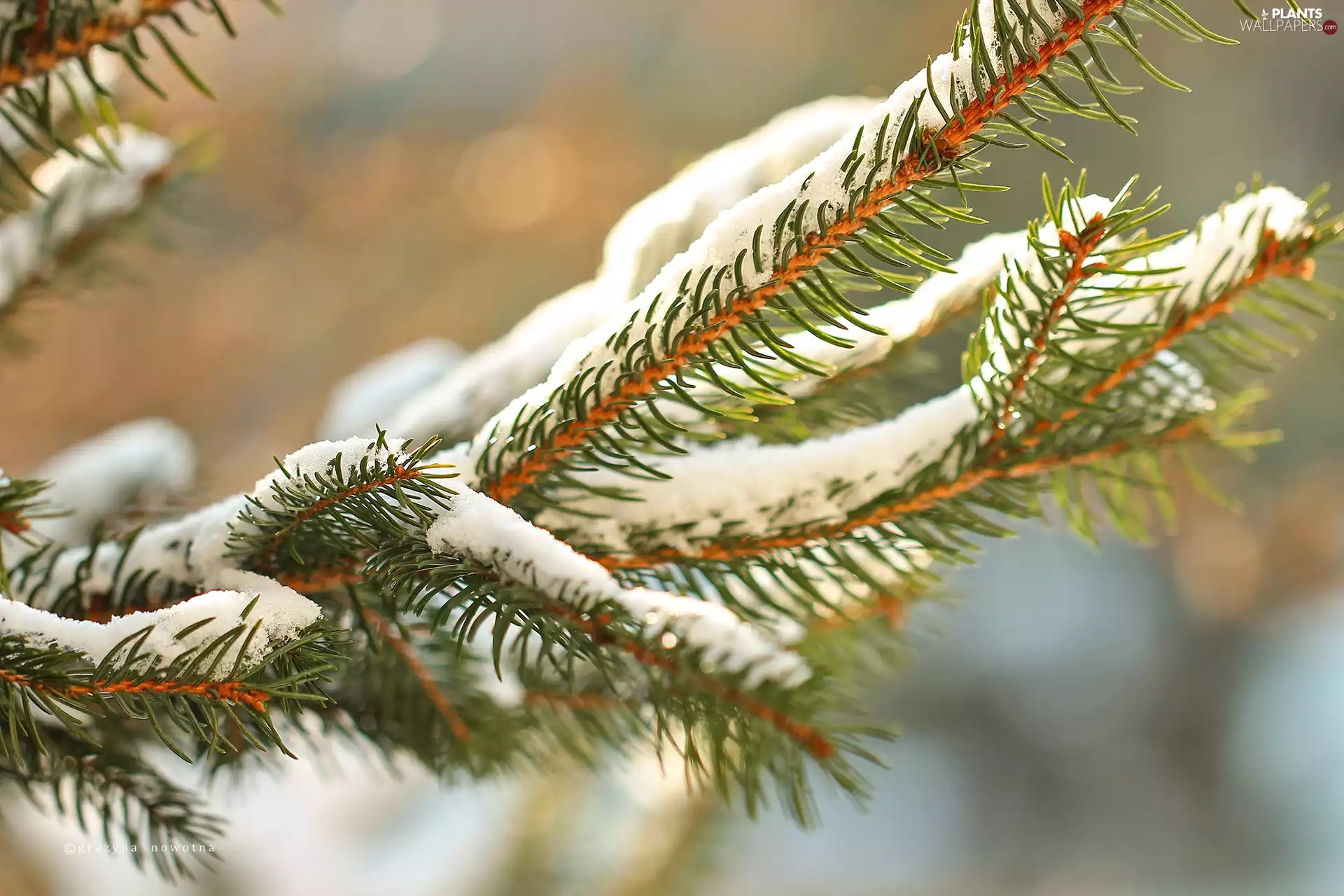 fir, A snow-covered, twig