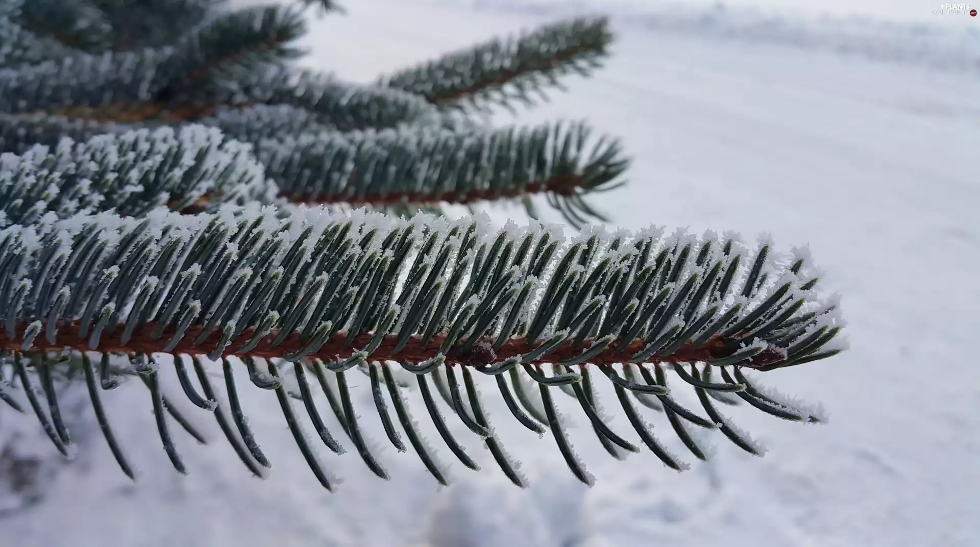 pine, A snow-covered, twig