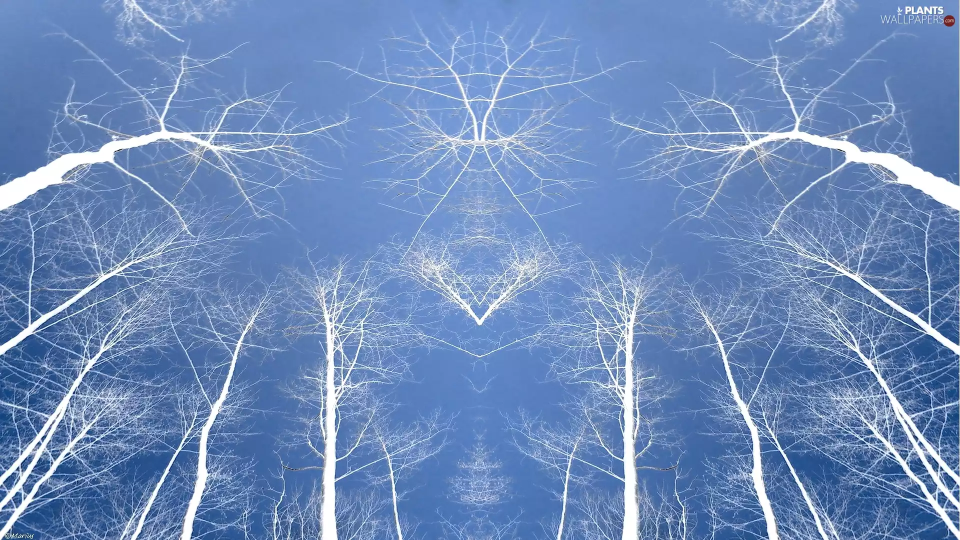 viewes, Blue, reflection, background, Mirror, trees, White, abstraction