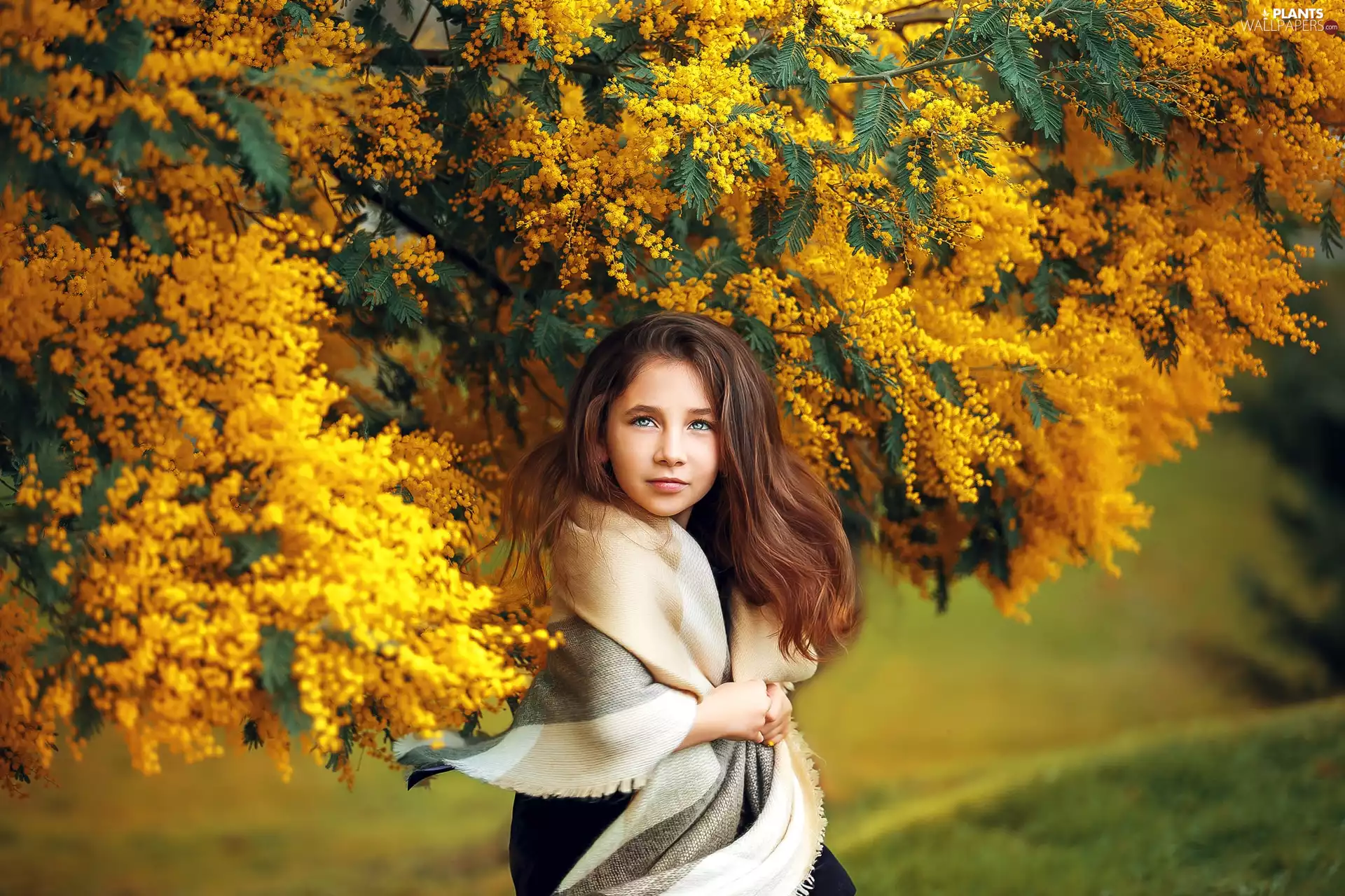 girl, Acacia Dealbata, shawl, trees