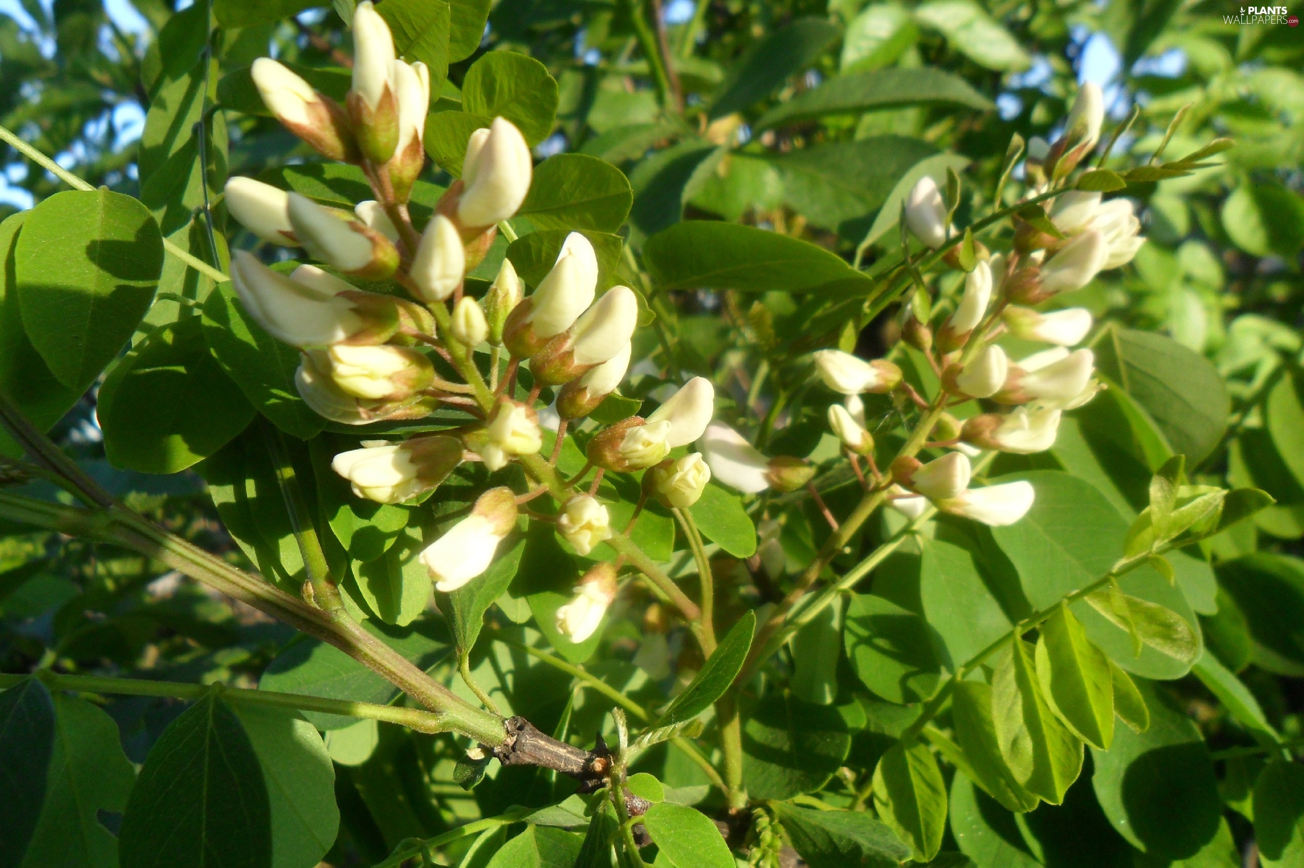 acacia, Buds, Flower