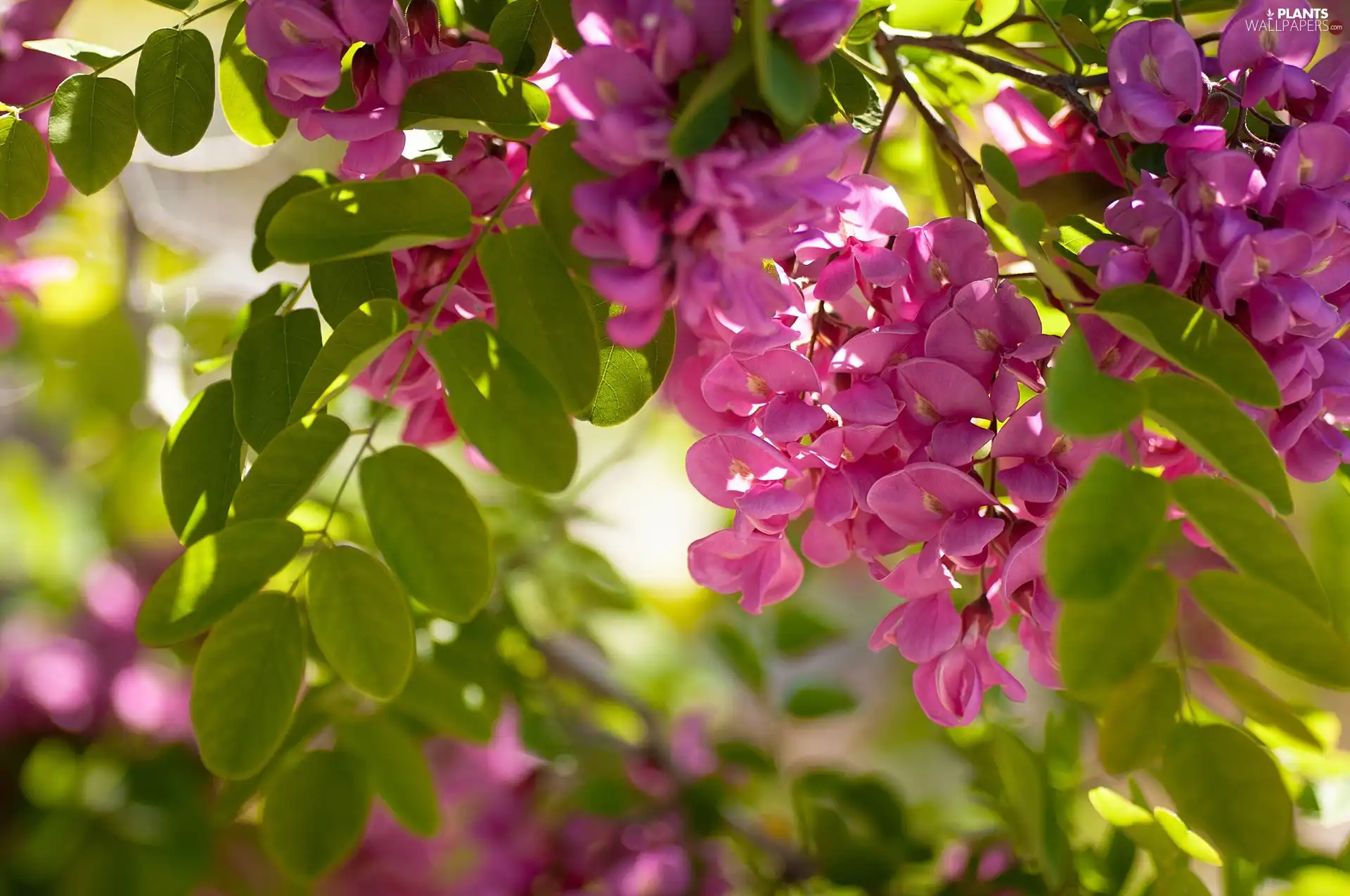 acacia, Pink, Flowers