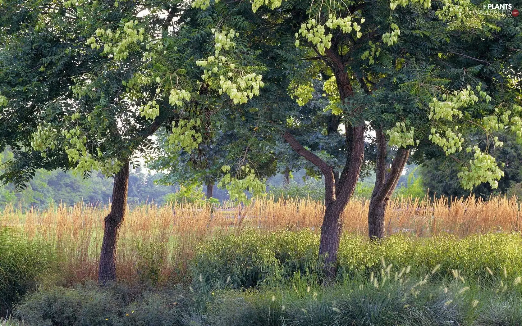 acacia, grass