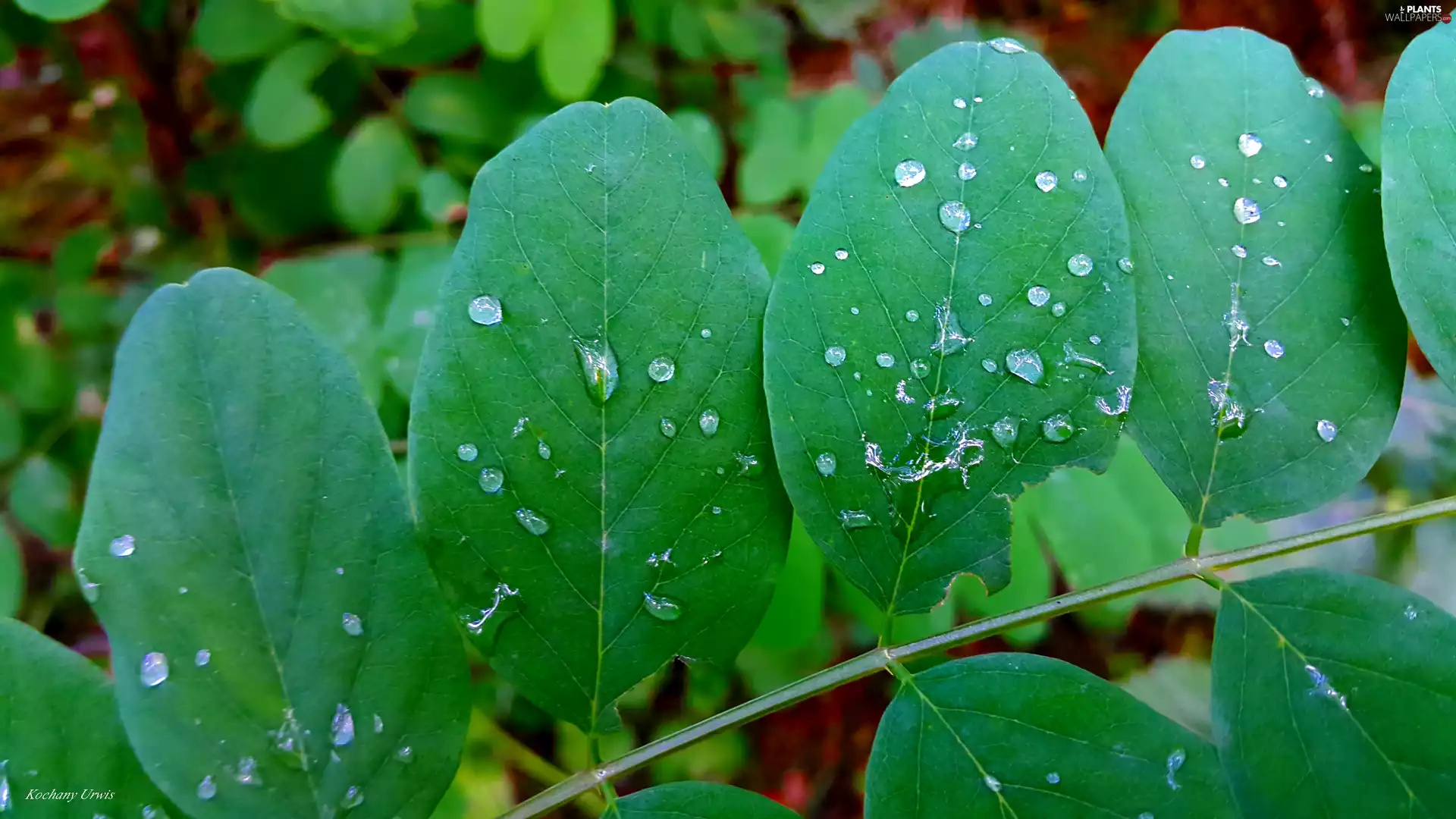Leaf, drops, rain, acacia