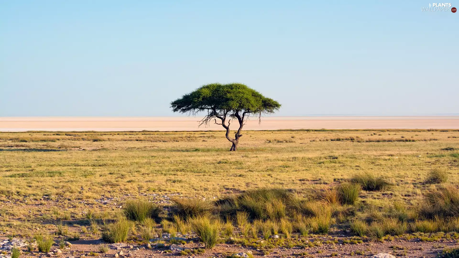 trees, savanna, Africa, acacia