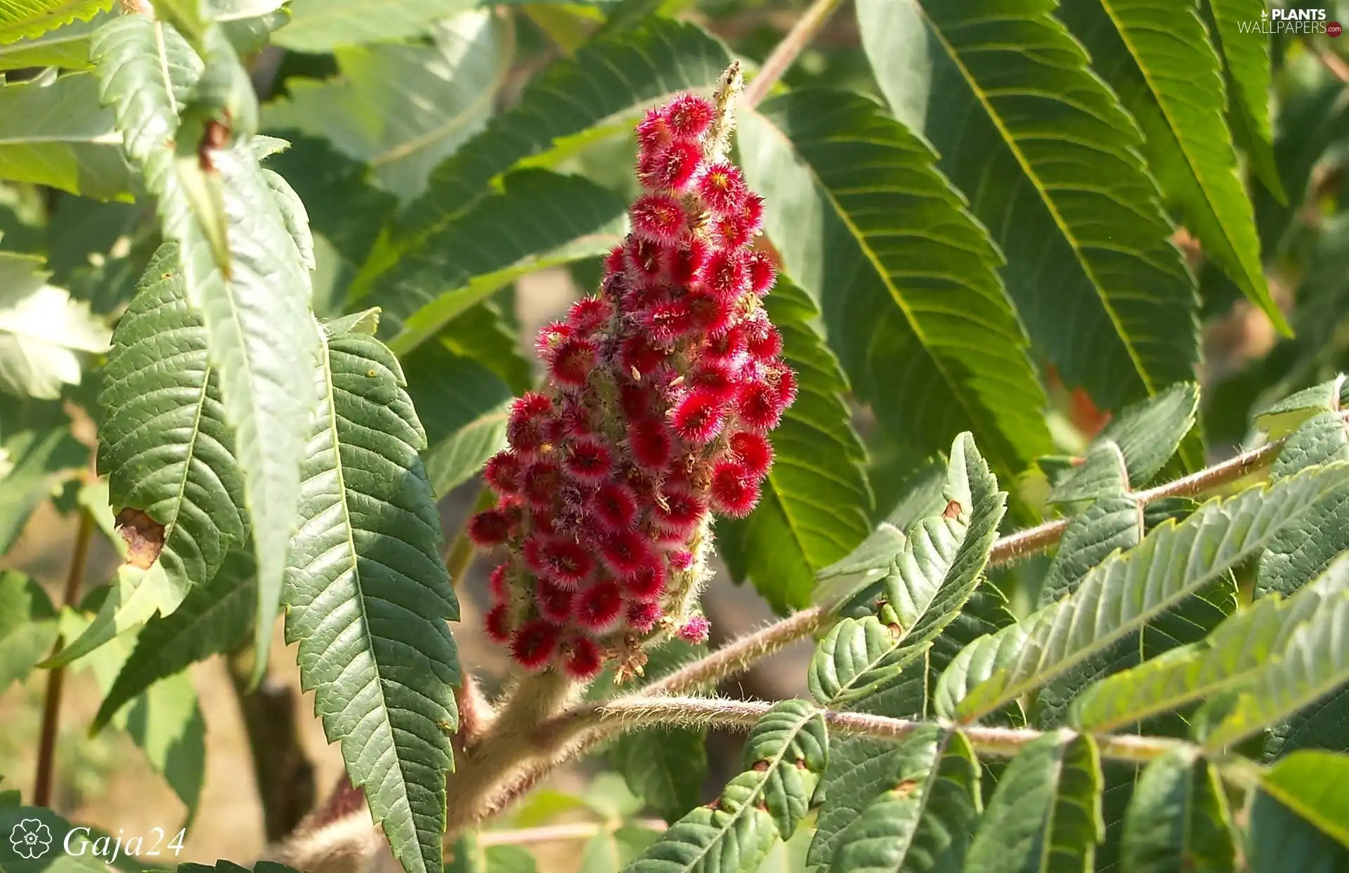 Flowers, trees, Acetic Sumac