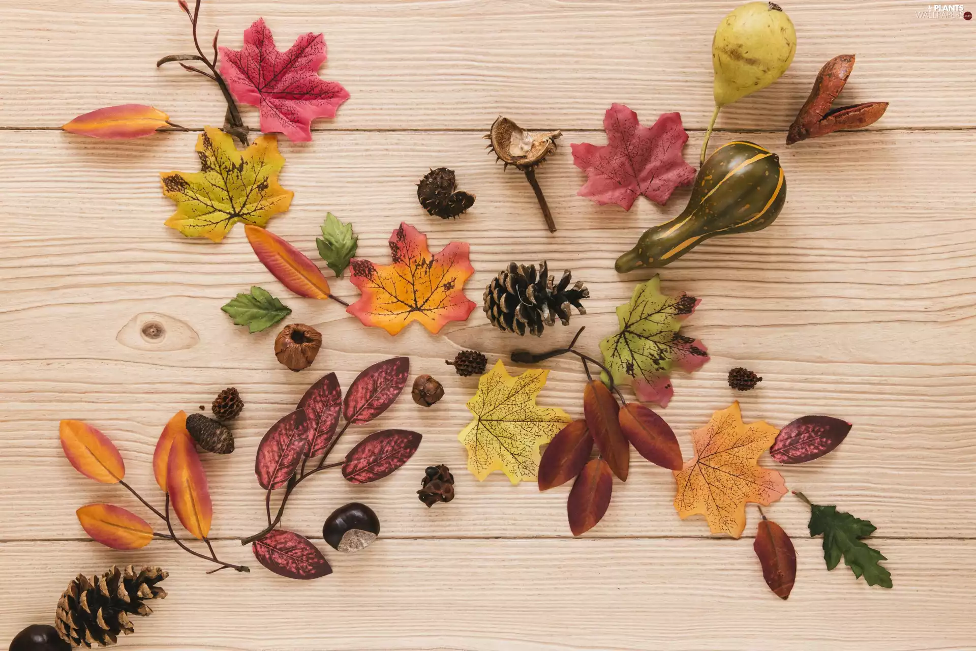 Leaf, cones, boarding, chestnuts, pumpkin, color, autumn, Acorns