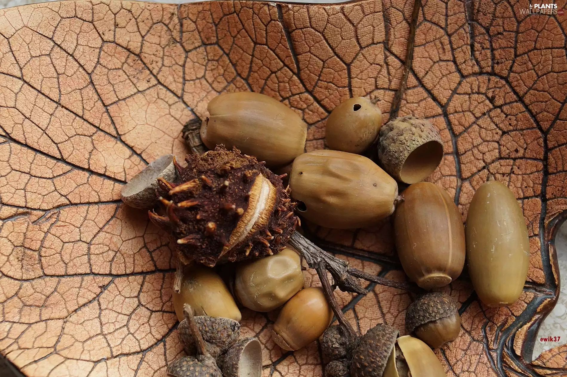 Acorns, autumn, composition